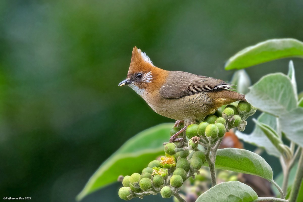White-naped Yuhina - Rajkumar Das