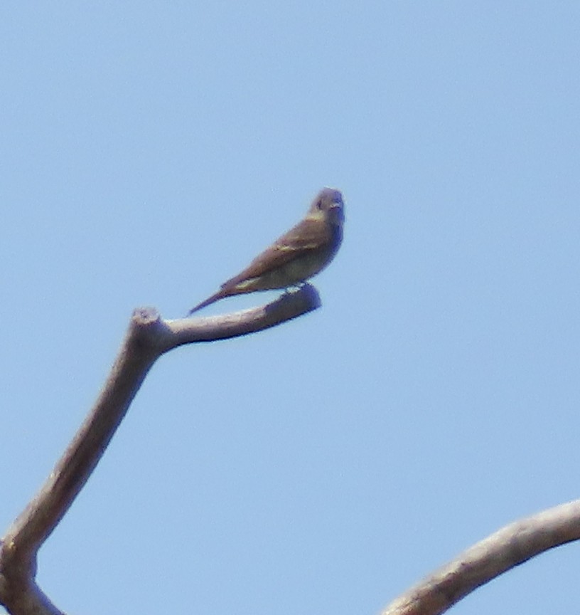 Western Wood-Pewee - ML361107471