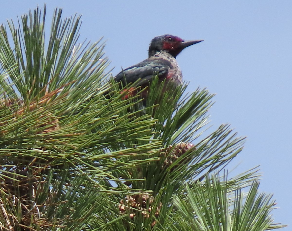 Lewis's Woodpecker - Dave Bowman