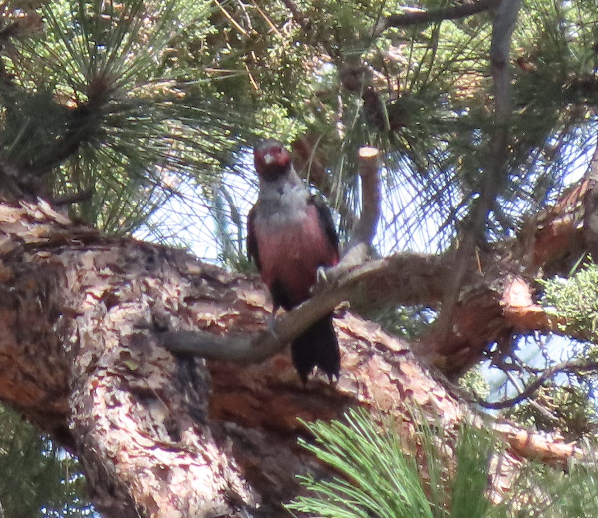 Lewis's Woodpecker - ML361108121