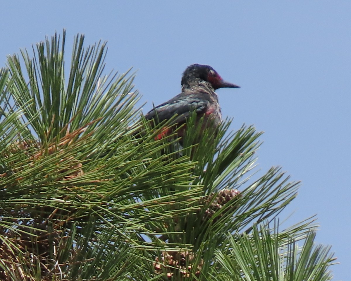 Lewis's Woodpecker - ML361108161