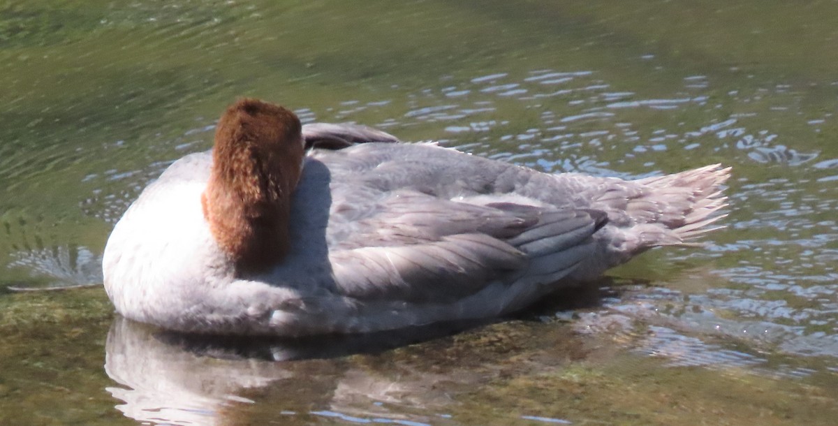 Common Merganser - ML361108541