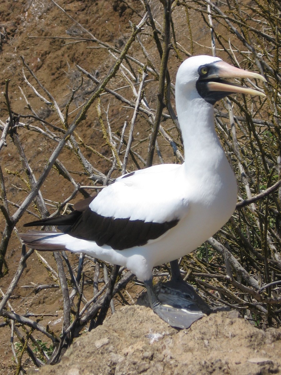 Nazca Booby - ML361109051