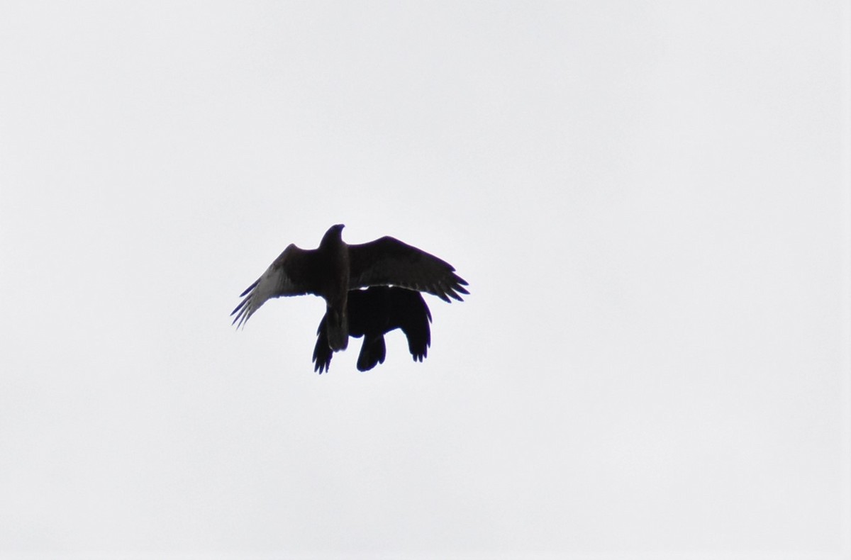 Swamp Harrier - ML361109701