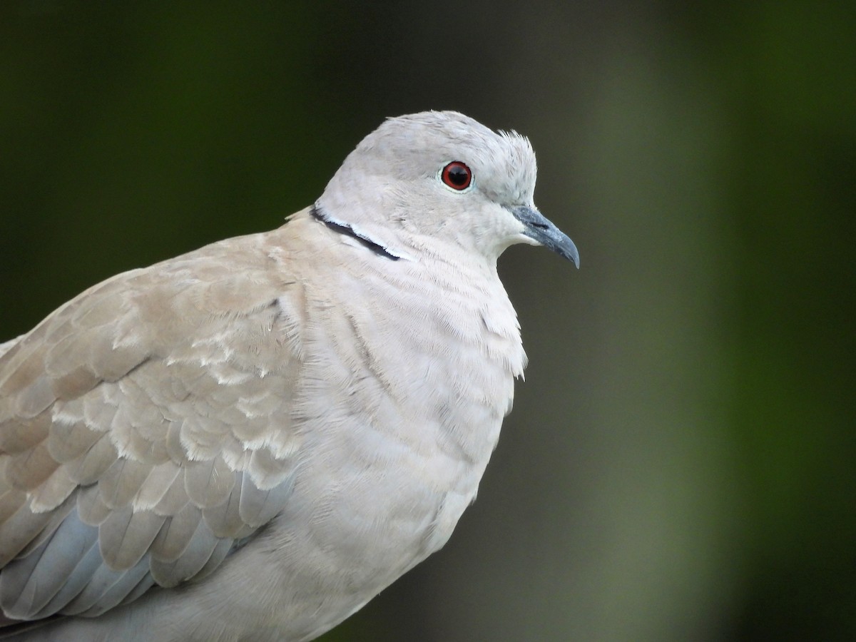 Eurasian Collared-Dove - ML361110551