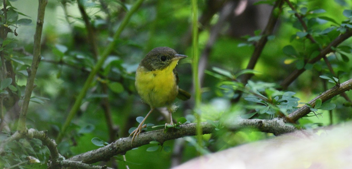 Common Yellowthroat - ML361110921