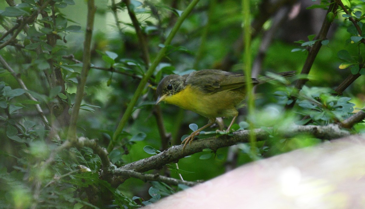 Common Yellowthroat - ML361110931