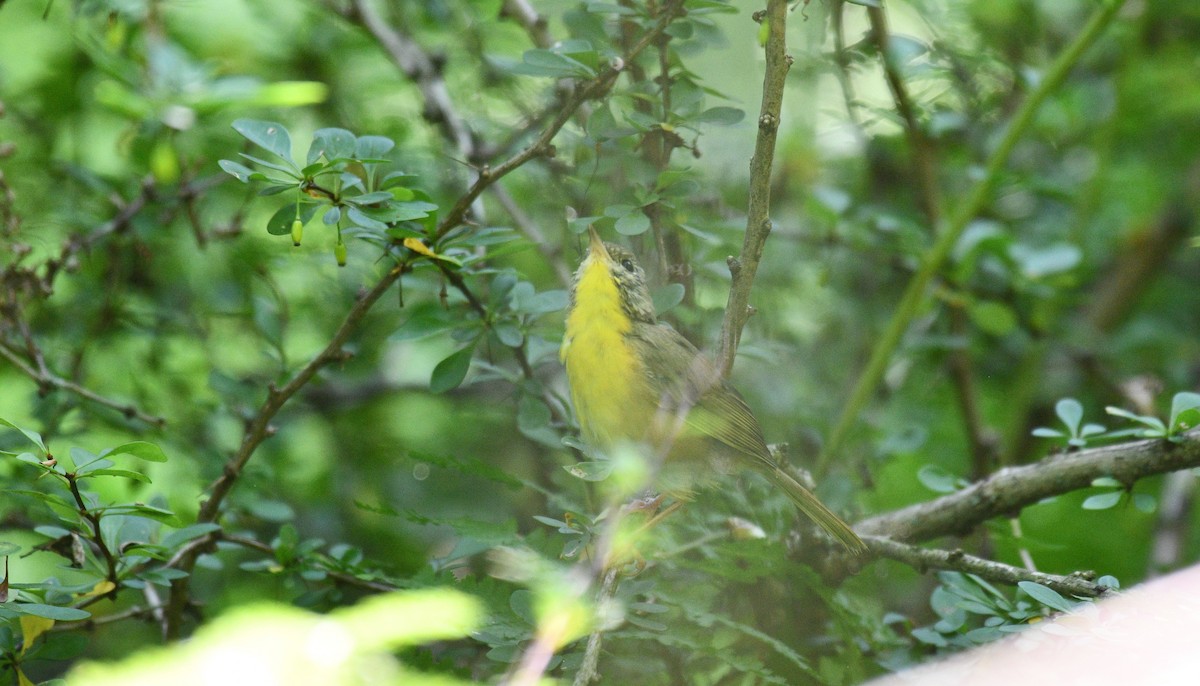 Common Yellowthroat - ML361110951