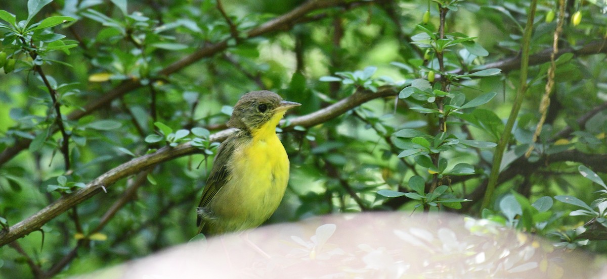 Common Yellowthroat - ML361110961