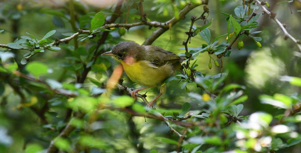 Common Yellowthroat - ML361110971