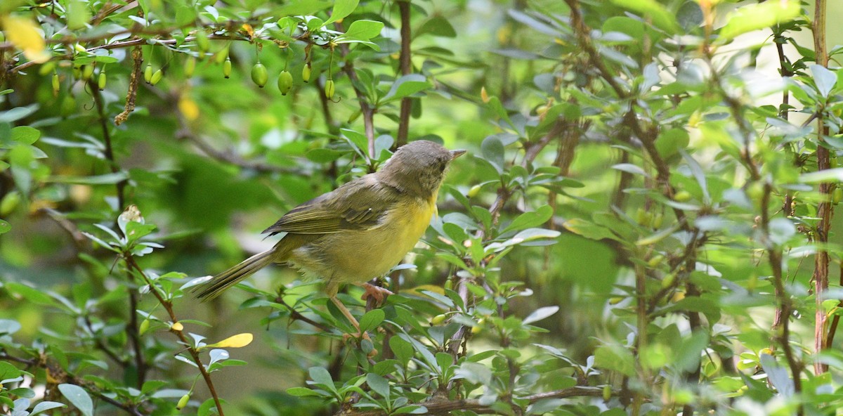 Common Yellowthroat - ML361110981