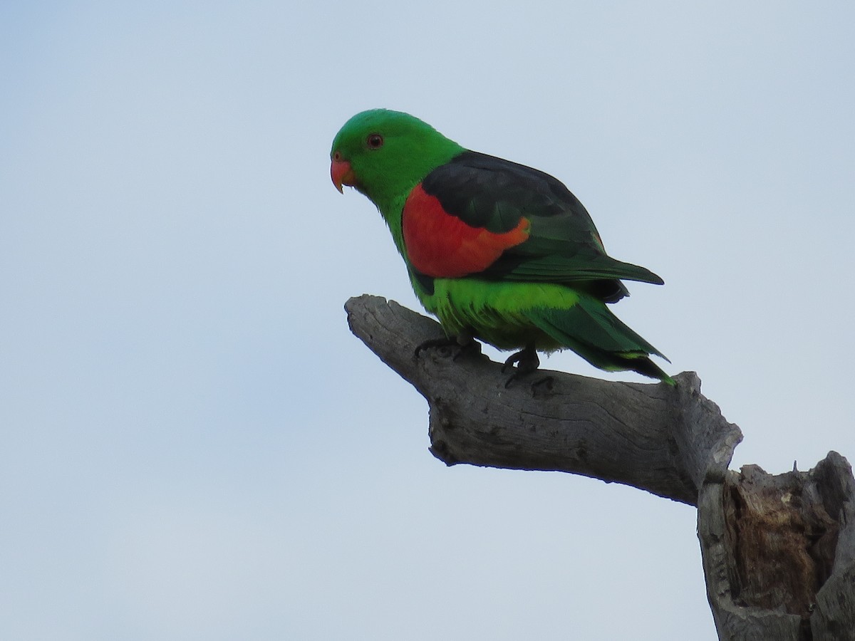 Red-winged Parrot - ML361111691
