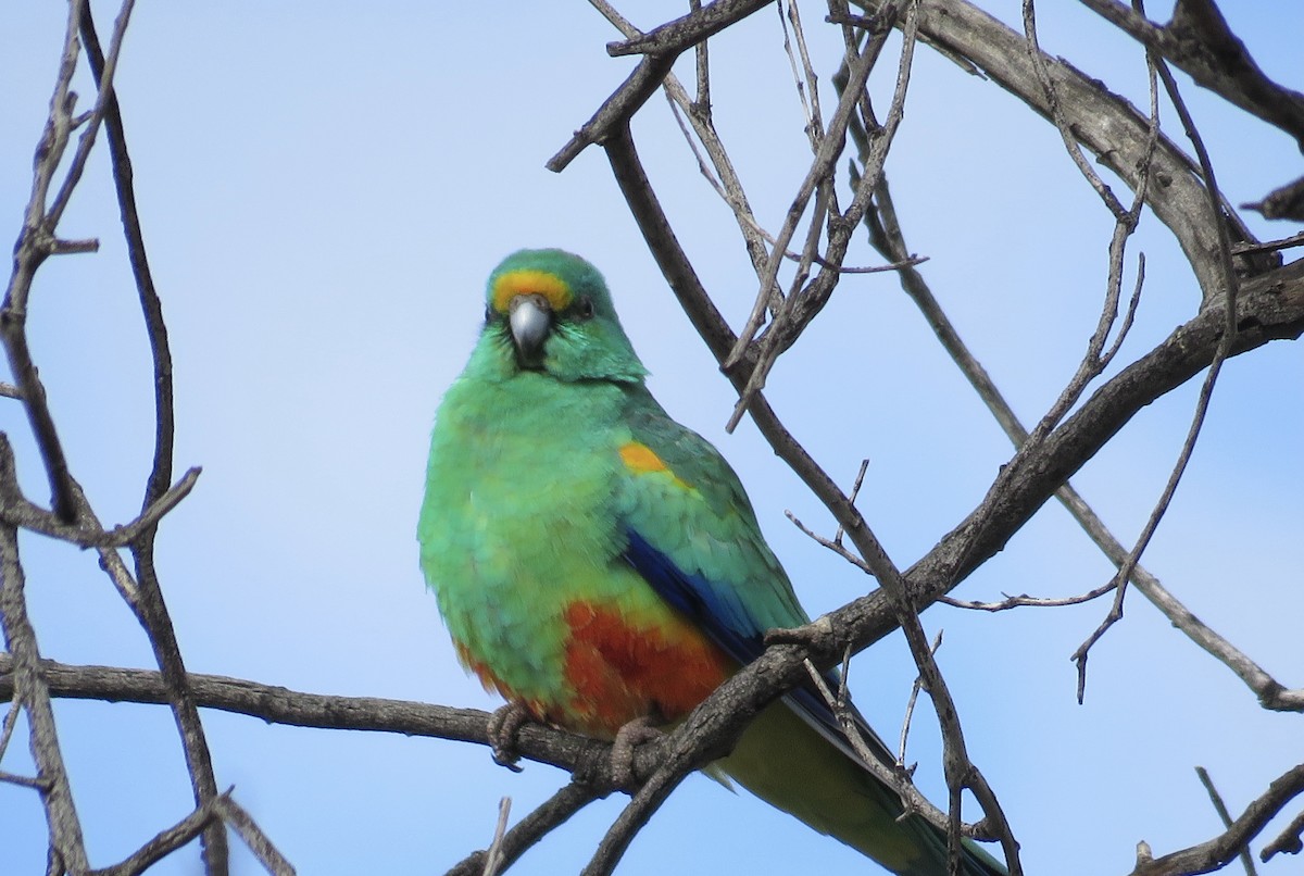 Mulga Parrot - ML361111831