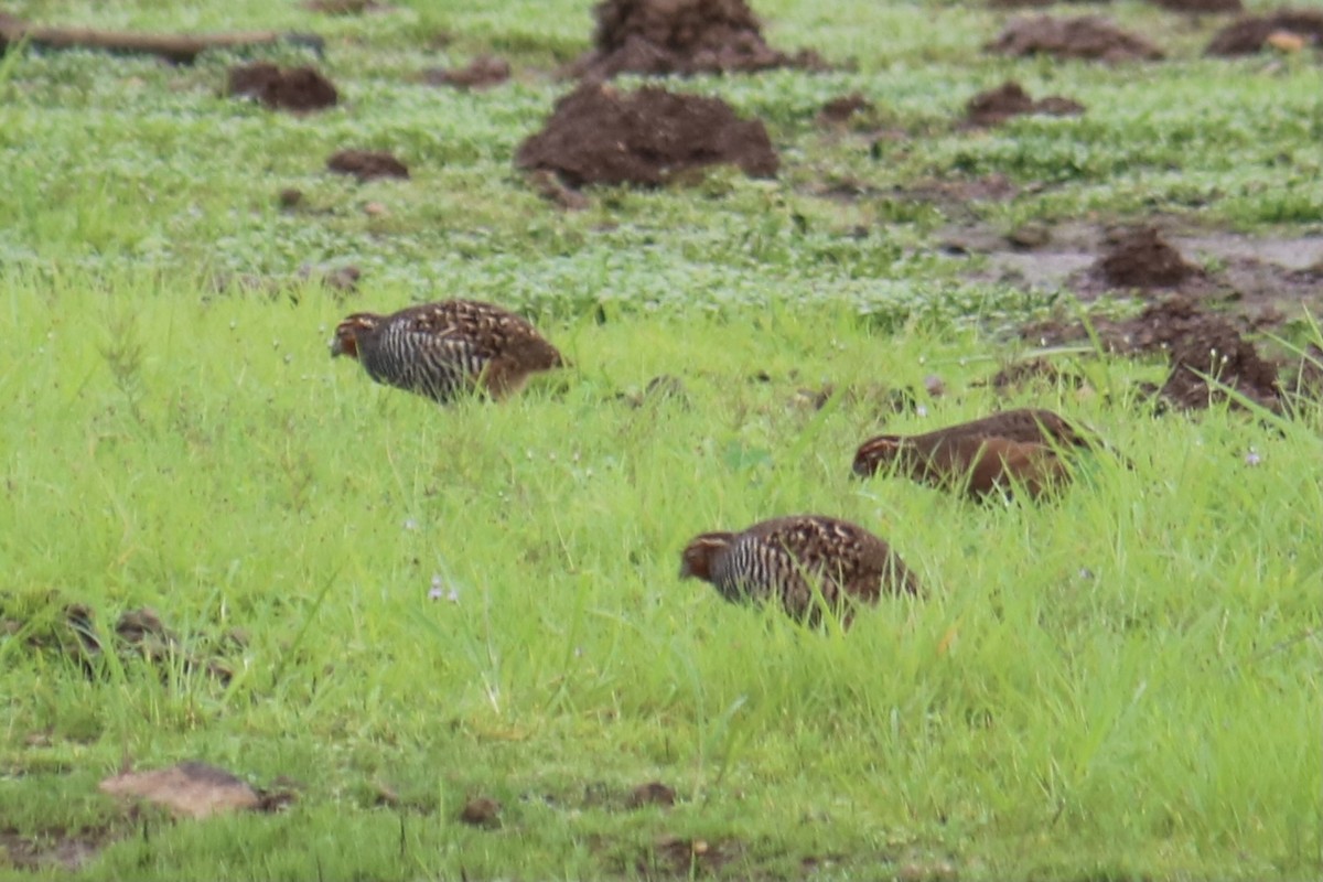 Perdicule rousse-gorge - ML361112981