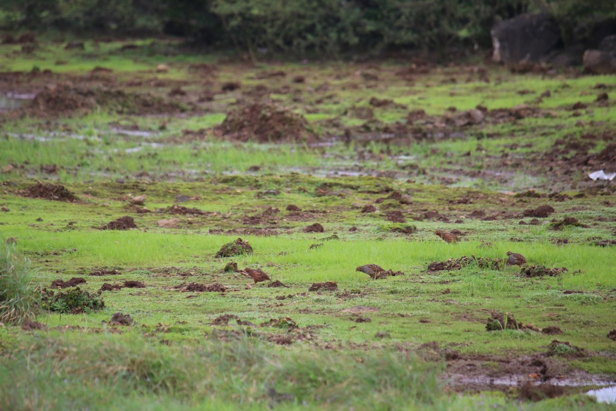 Perdicule rousse-gorge - ML361113001