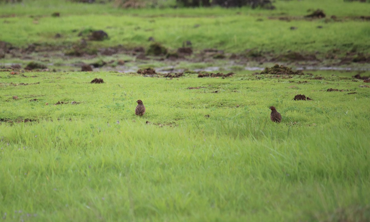 Perdicule rousse-gorge - ML361113011