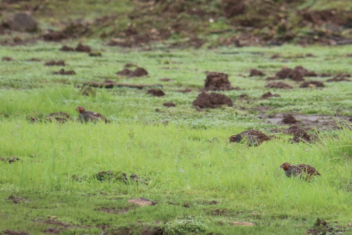 Perdicule rousse-gorge - ML361113021