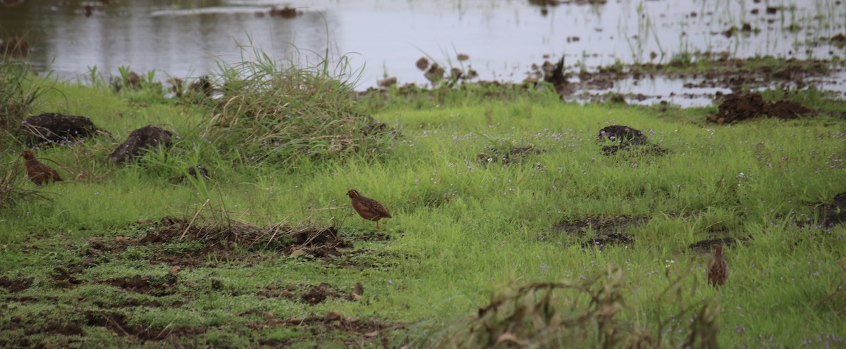 Perdicule rousse-gorge - ML361113031