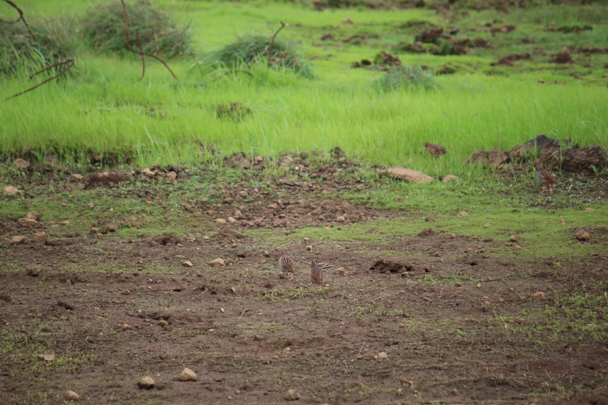 Perdicule rousse-gorge - ML361113051