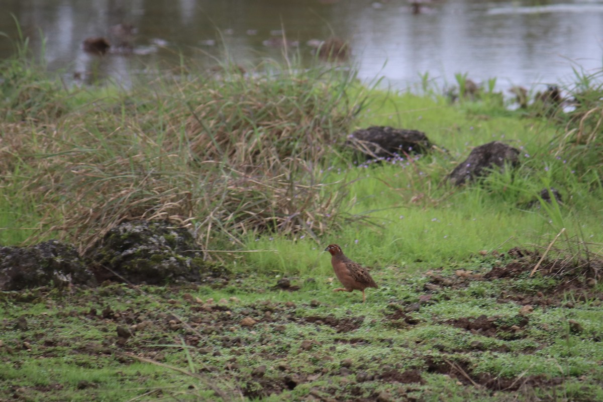 Perdicule rousse-gorge - ML361113081
