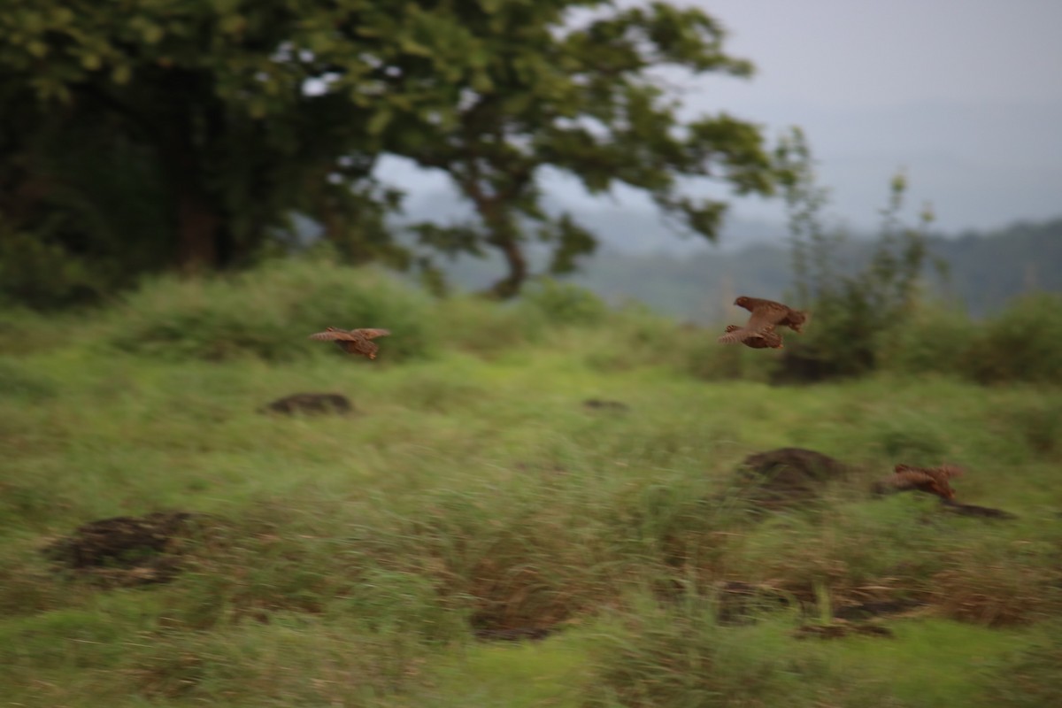 Jungle Bush-Quail - Deepak Gujar