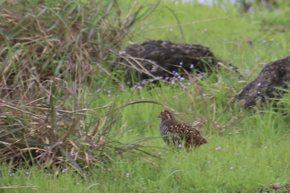 Perdicule rousse-gorge - ML361113101