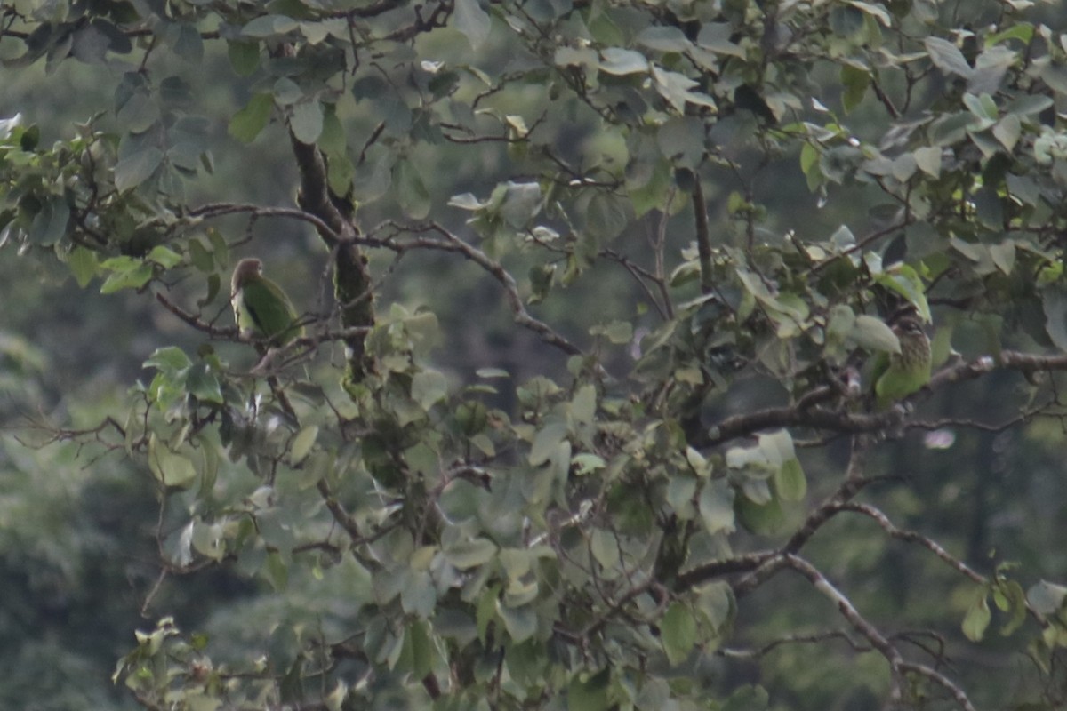 Barbu vert - ML361113161