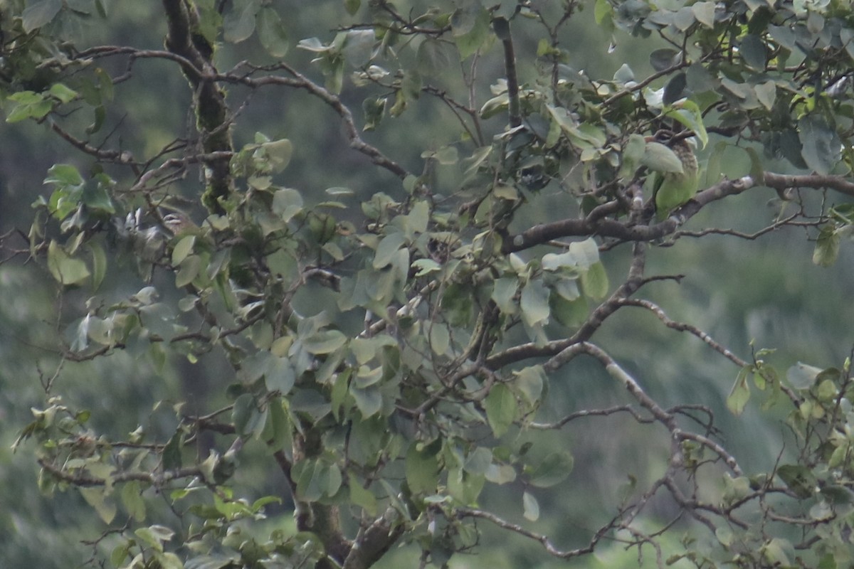 Barbu vert - ML361113171