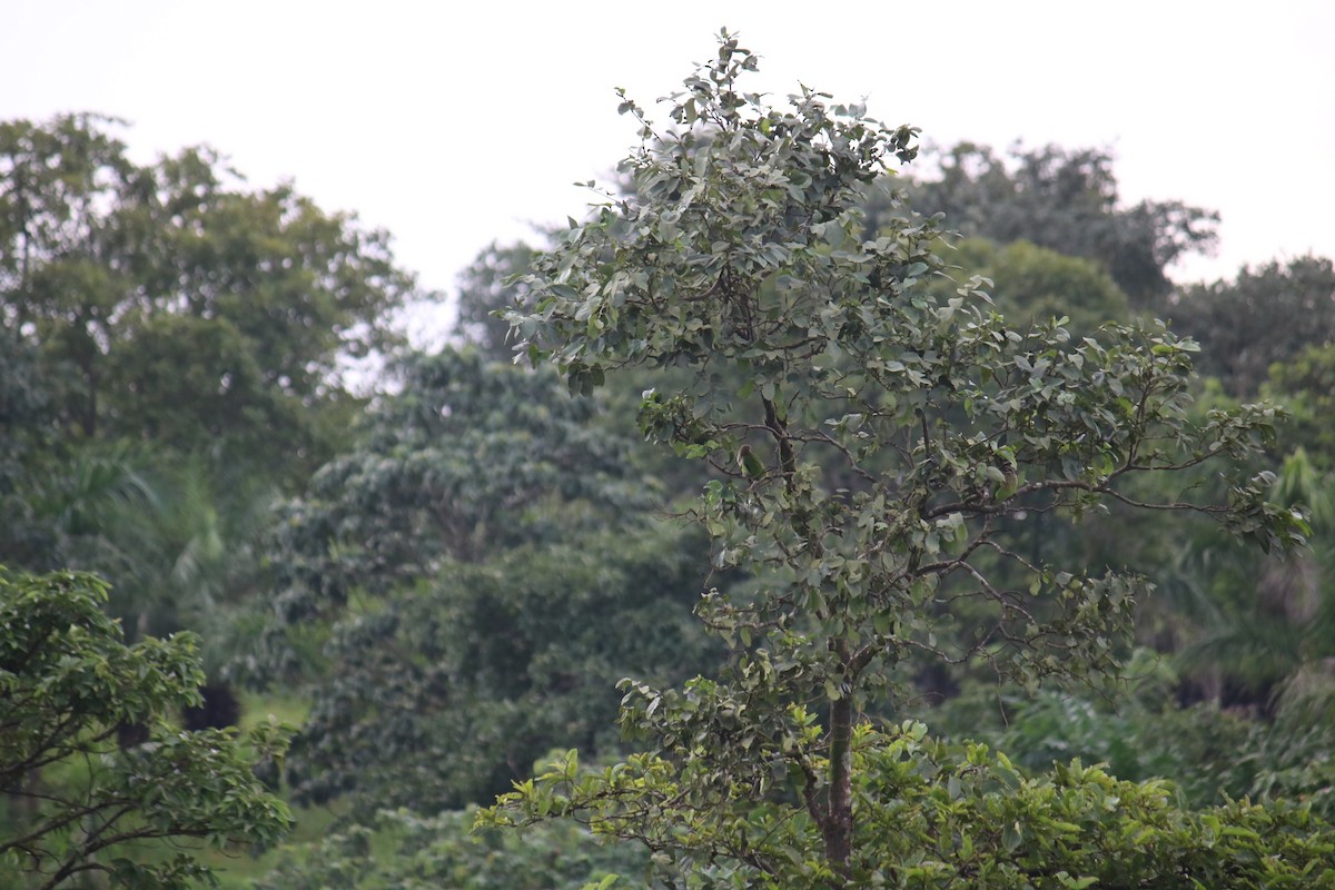 Barbu vert - ML361113181