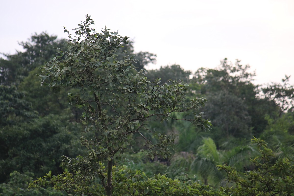 Barbu vert - ML361113191