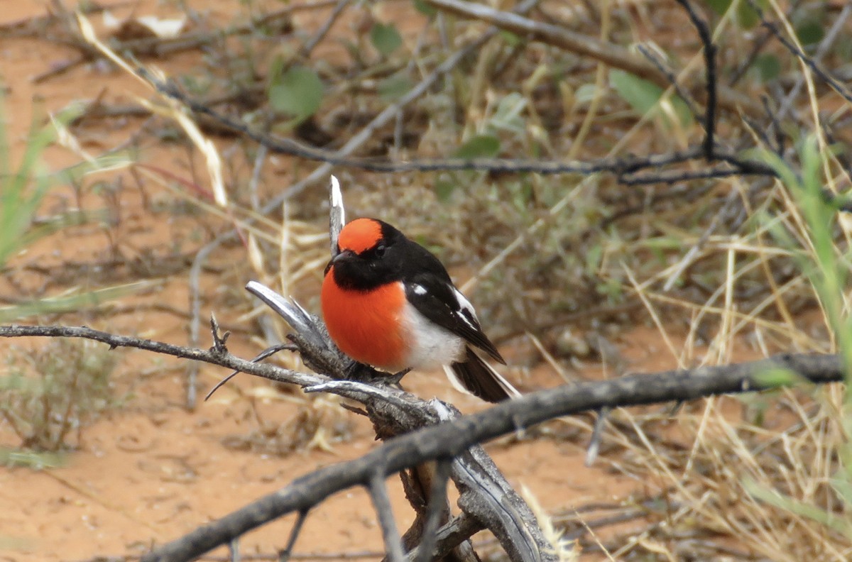 Red-capped Robin - ML361113551