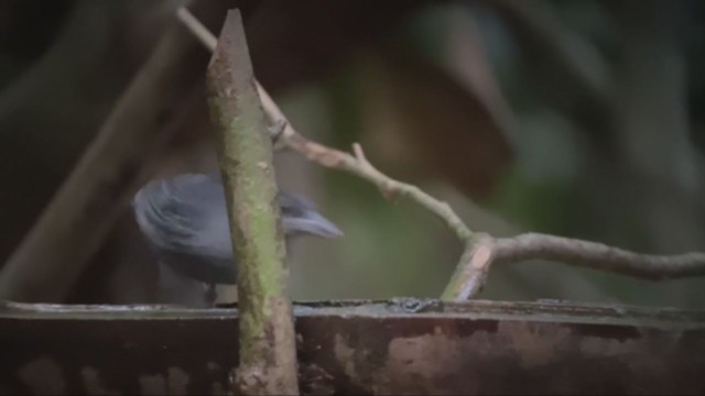 Spot-winged Antshrike - ML361114551