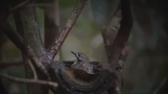 Dot-backed Antbird - ML361115561