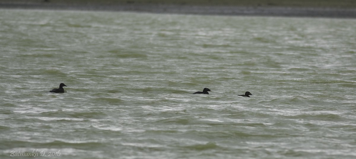 Stejneger's Scoter - Batmunkh Davaasuren