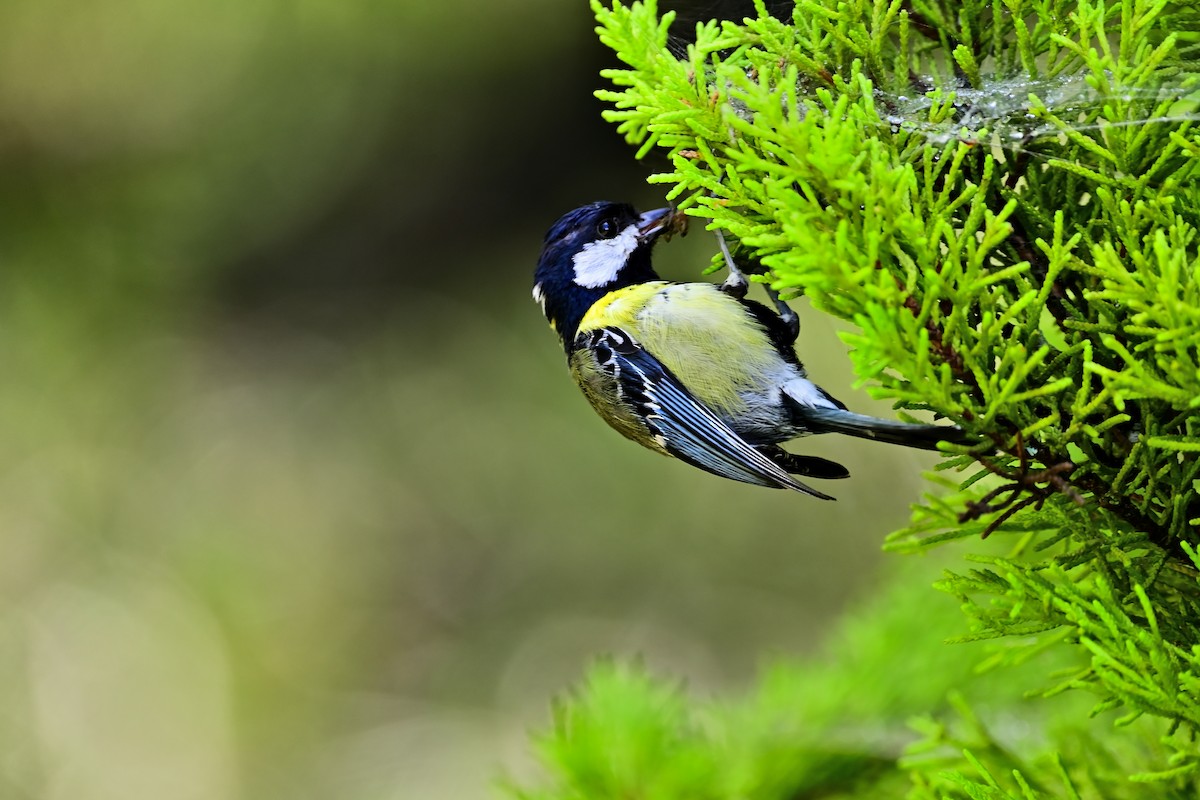 Green-backed Tit - ML361116991