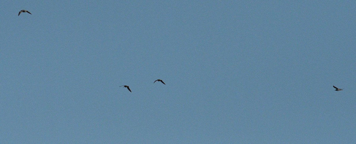 Watvogel, unbestimmt - ML361117451