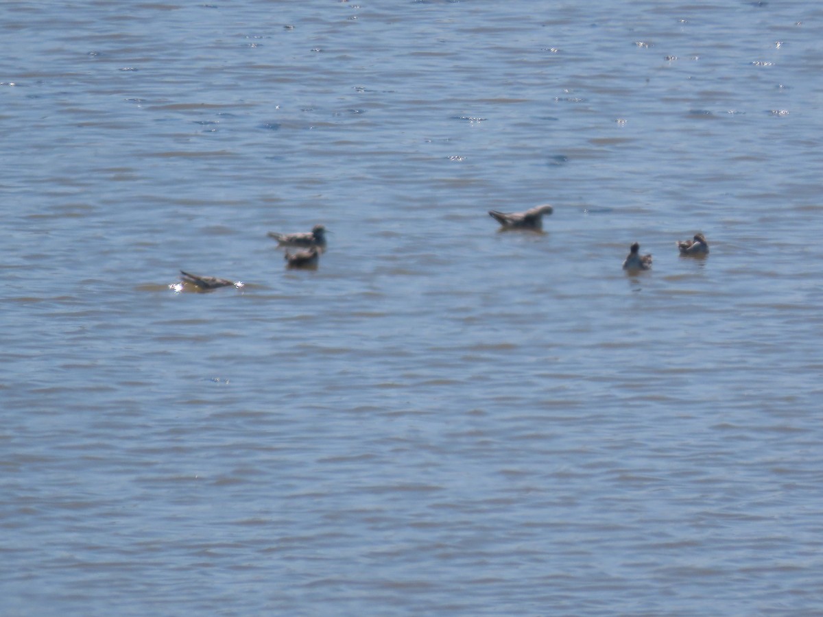 Wilson's Phalarope - ML361117541