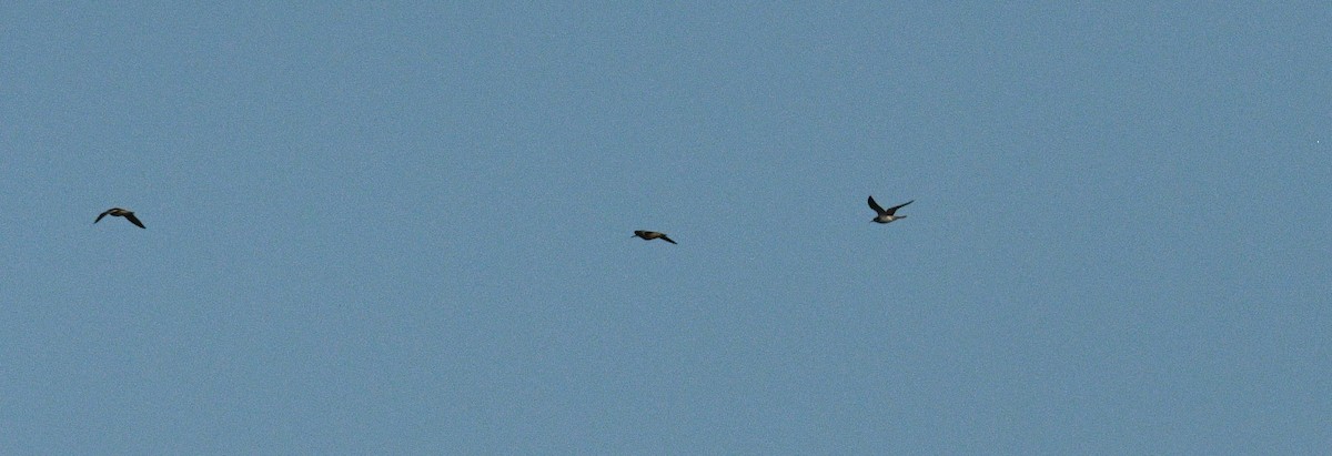 Watvogel, unbestimmt - ML361117571