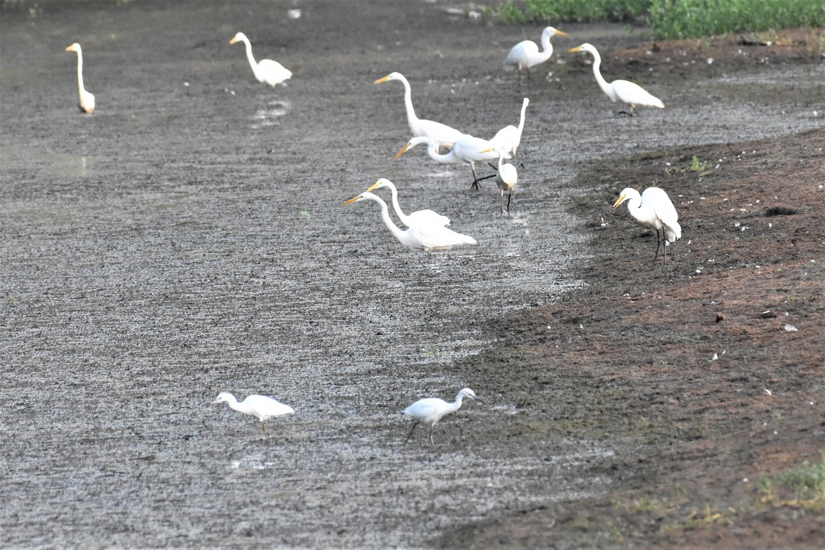 Great Egret - ML361117711