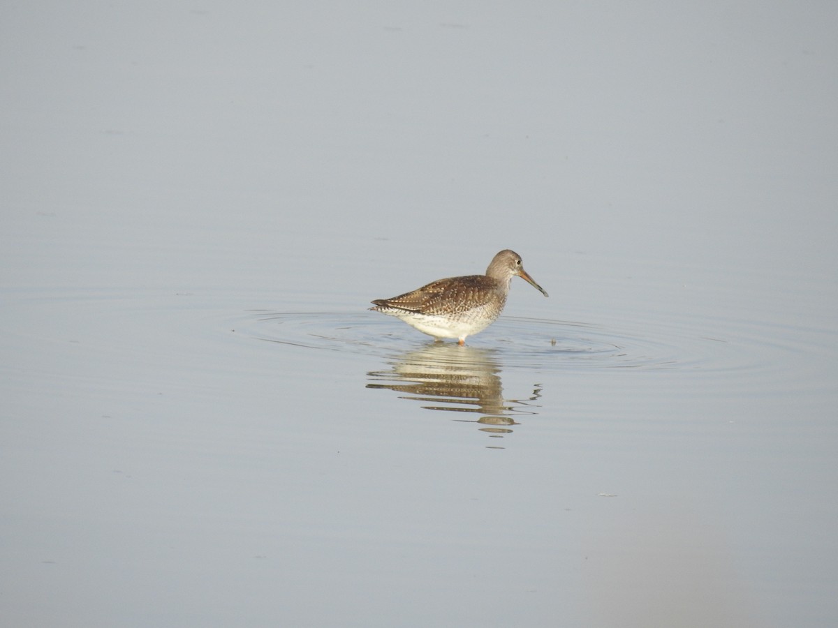 Common Redshank - ML361118161