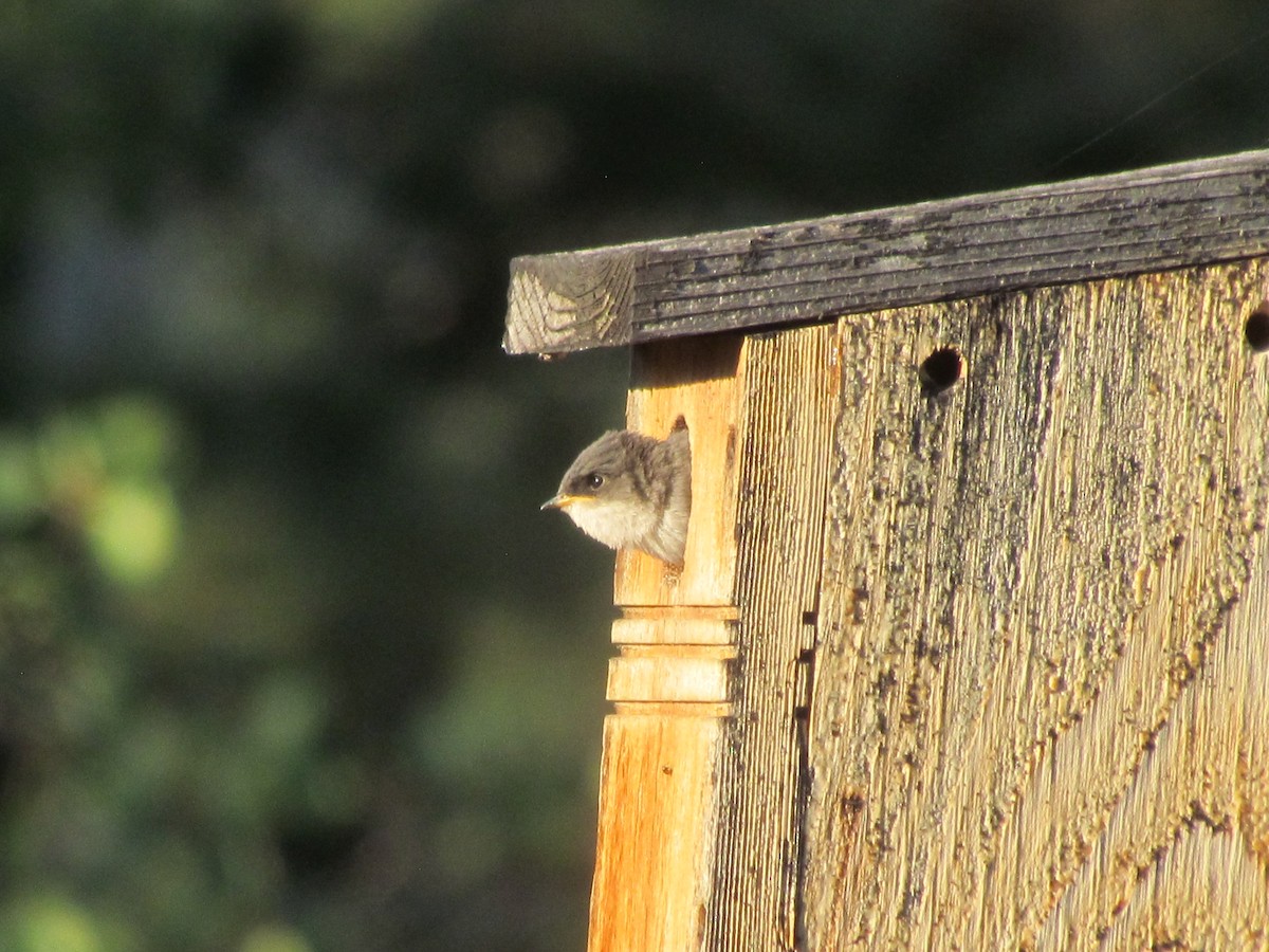 Tree Swallow - ML361118631