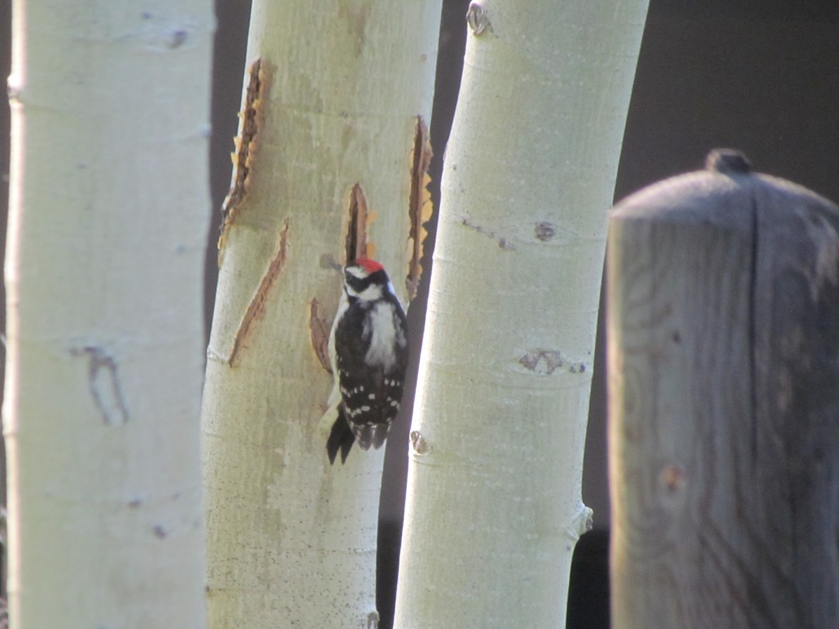 Downy Woodpecker - ML361118751