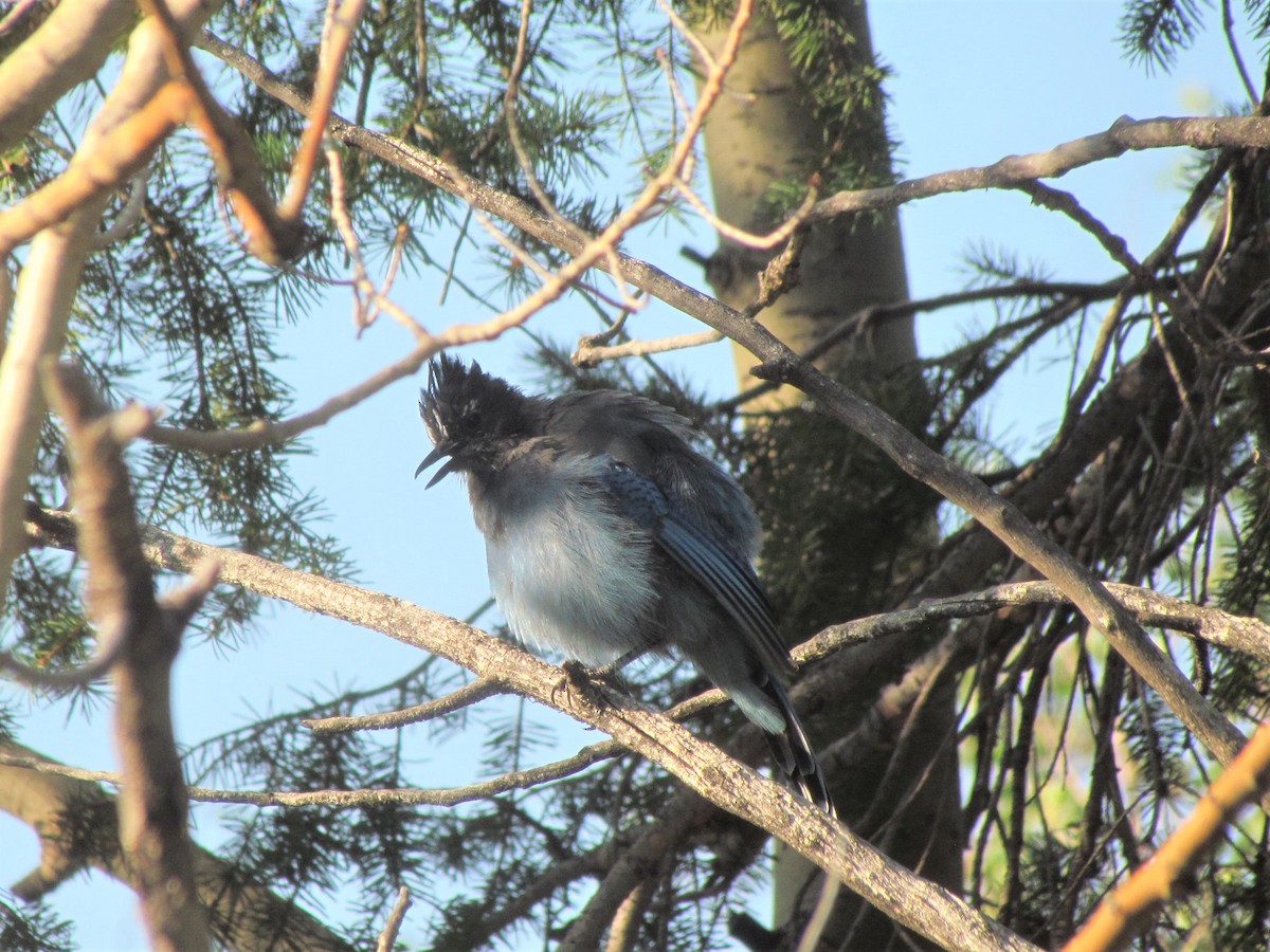 Steller's Jay - ML361118761