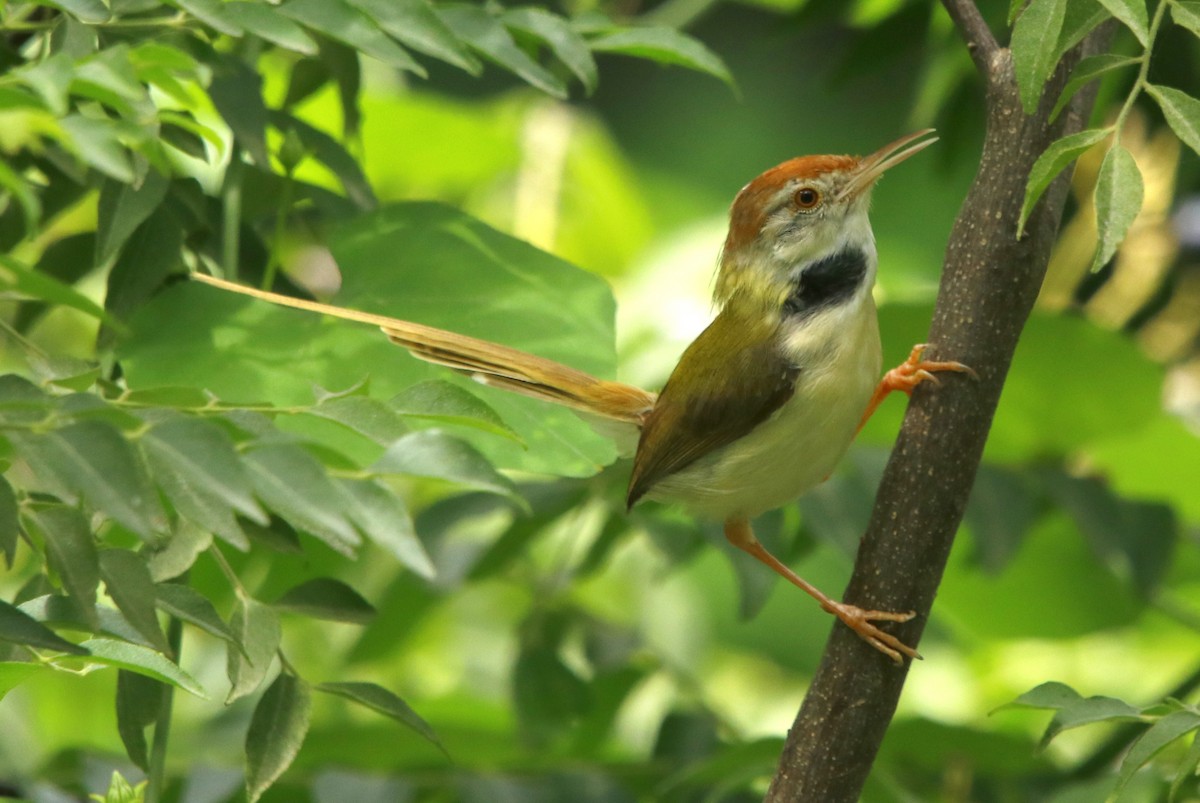 Common Tailorbird - ML361119121