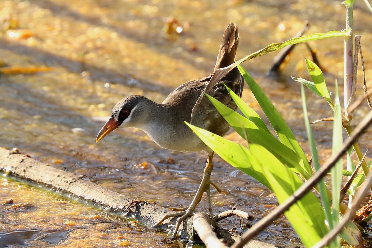 White-browed Crake - Peter Kyne