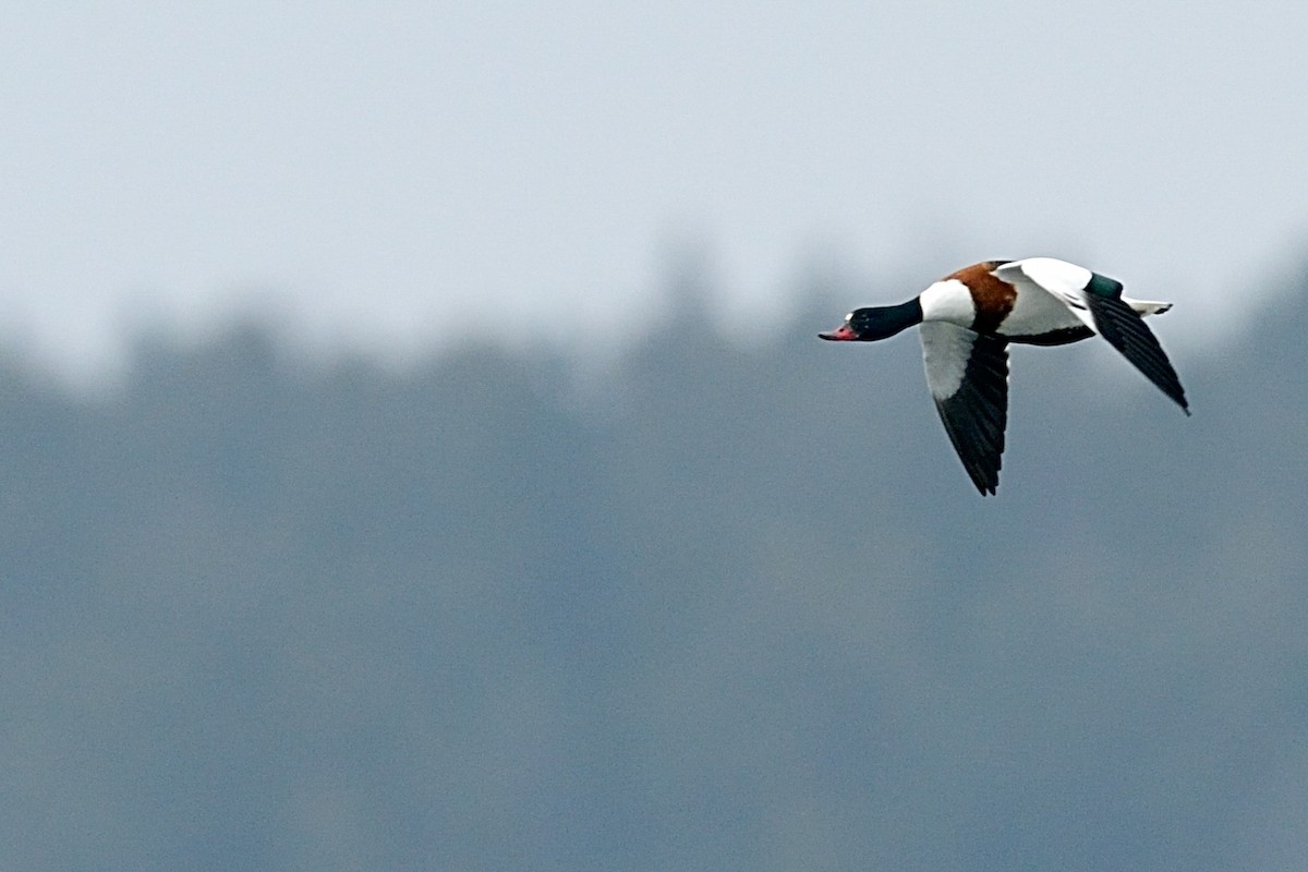 Common Shelduck - ML361119421