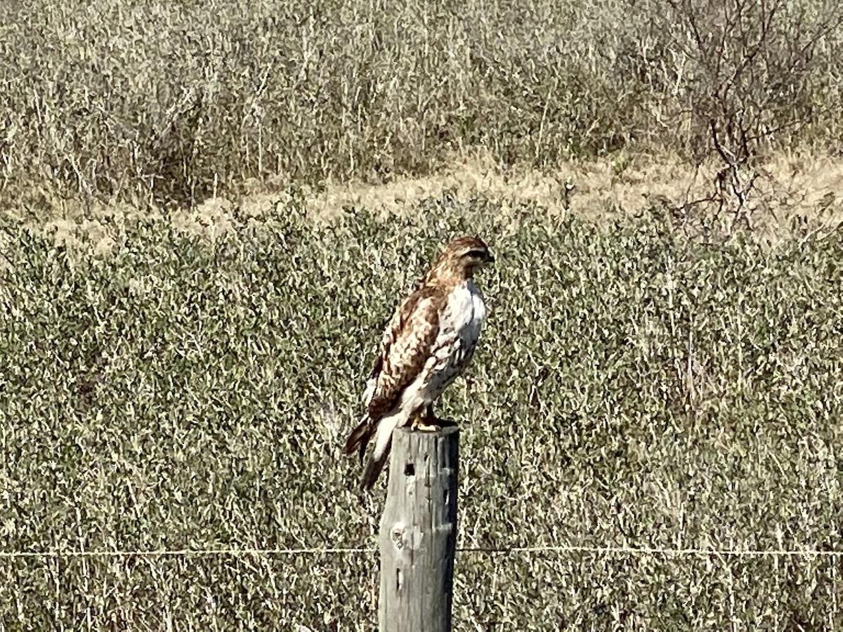 Red-tailed Hawk - ML361121221