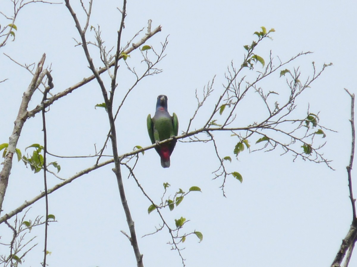 Blue-headed Parrot - ML36112181