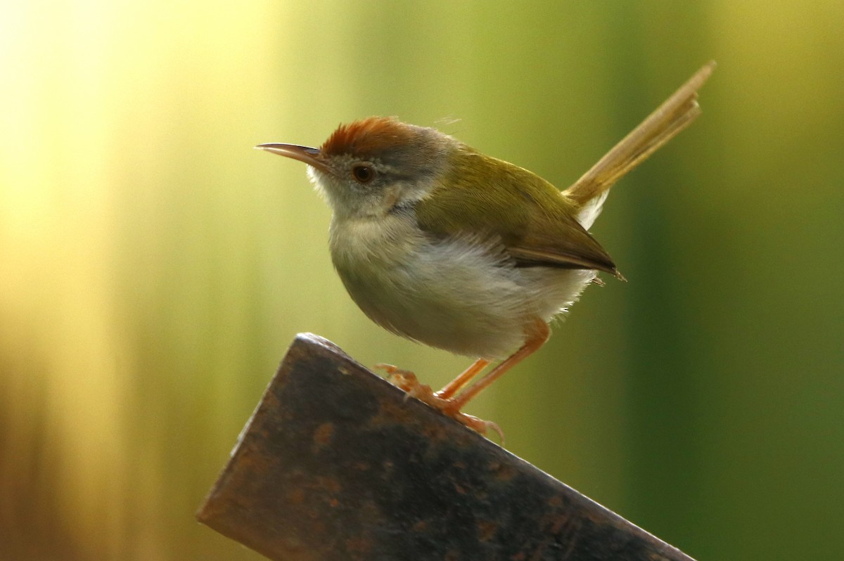 Common Tailorbird - ML361121961