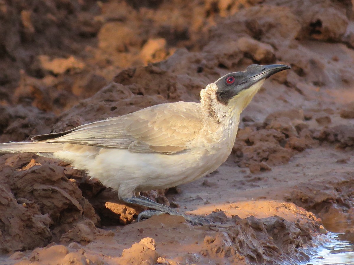Silver-crowned Friarbird - ML361122971